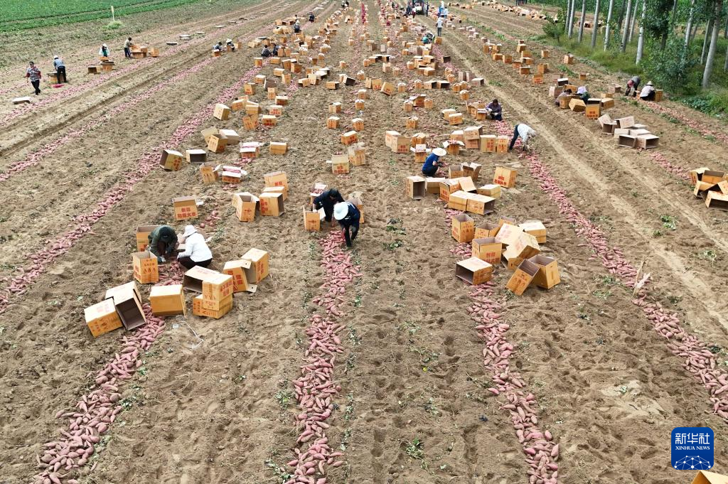 9月19日，河北省卢龙县清喜红薯种植合作社的社员在卢龙镇种植基地收获鲜食红薯（无人机照片）。 新华社记者 杨世尧 摄
