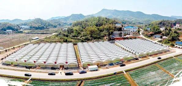 白箬育秧基地,为湘江新区规模较大的育秧基地之一。陈飞 摄