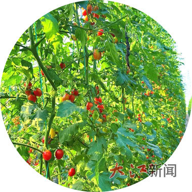 大棚里，色彩鲜艳的小番茄挂满枝头。