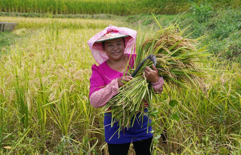 9月22日，在云南省德宏傣族景颇族自治州芒市遮放贡米种植基地，村民展示收获的稻谷。新华社发（梁志强摄）