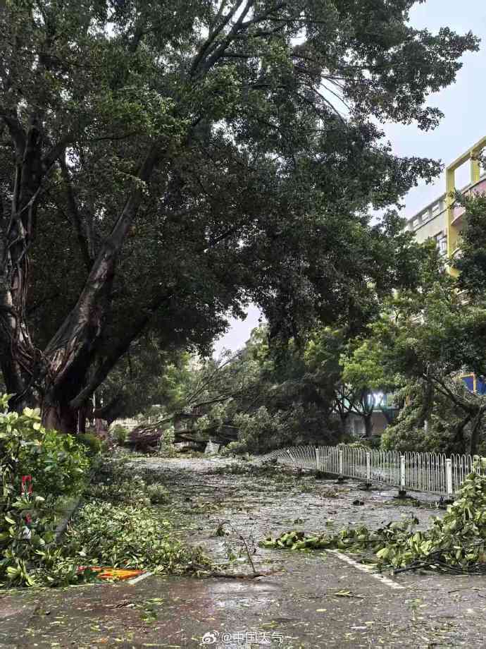 台风桦加沙对广东阳江造成严重影响：海水倒灌、树木折断