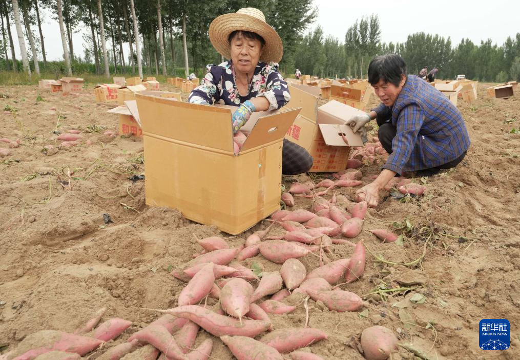 9月19日，河北省卢龙县清喜红薯种植合作社的社员在卢龙镇种植基地收获鲜食红薯。 新华社记者 杨世尧 摄