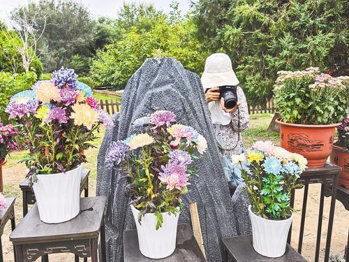 9月22日，金秋长城菊展现场，游客拍摄“五彩菊”。本报记者 张辉摄