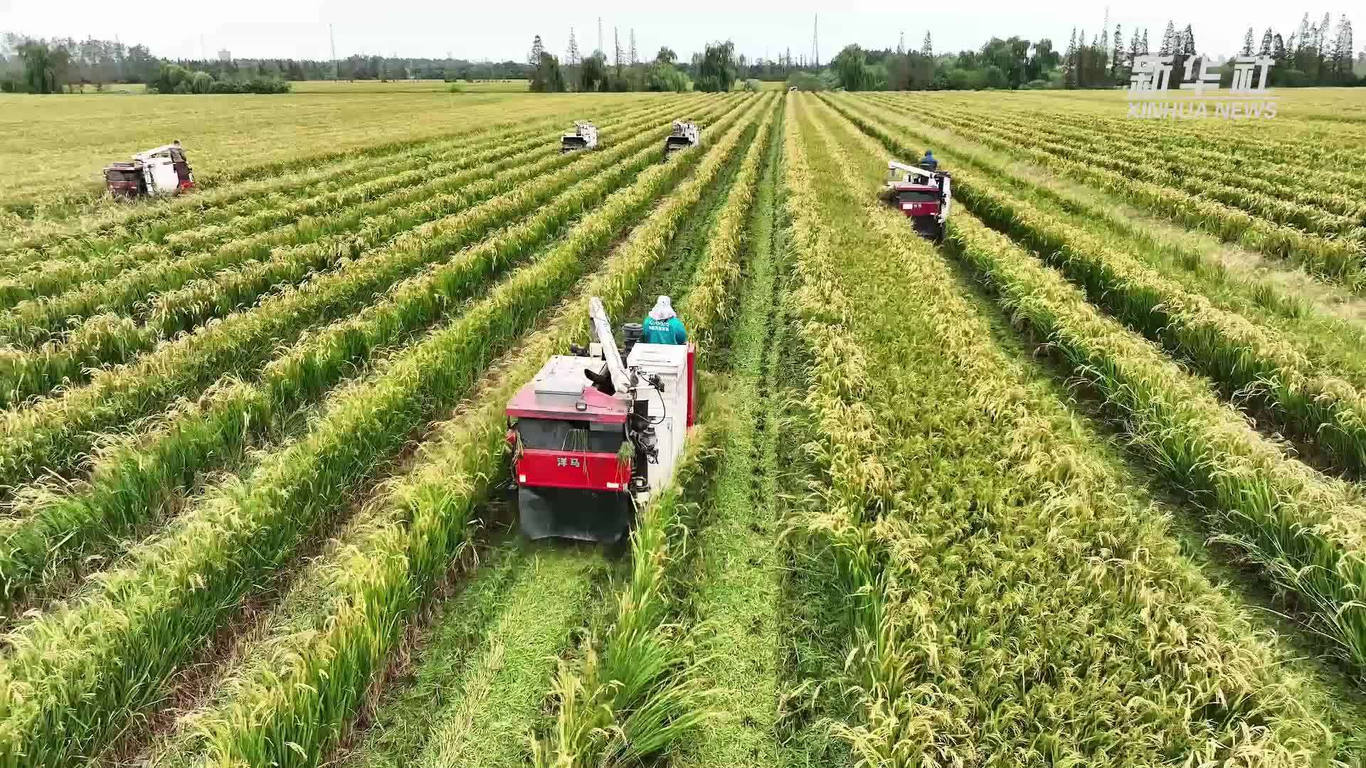 江苏泰州：秋日农田“舒展”丰收画卷