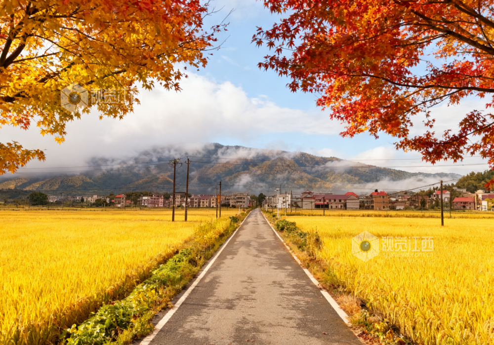 9月25日，永新县澧田镇乡间道路穿金黄稻田而过，通向希望。