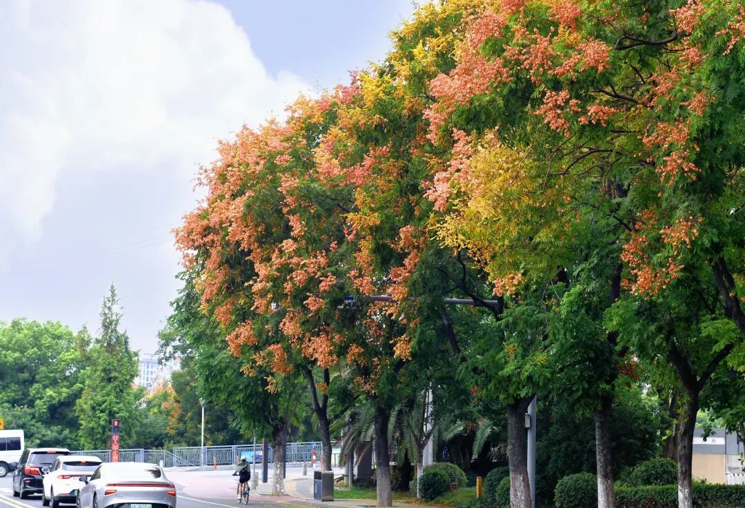 秋天的栾树。黄静波/摄