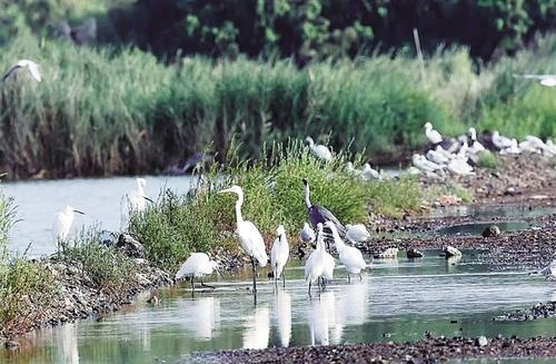 逾10万只候鸟在南大港湿地栖息驻足