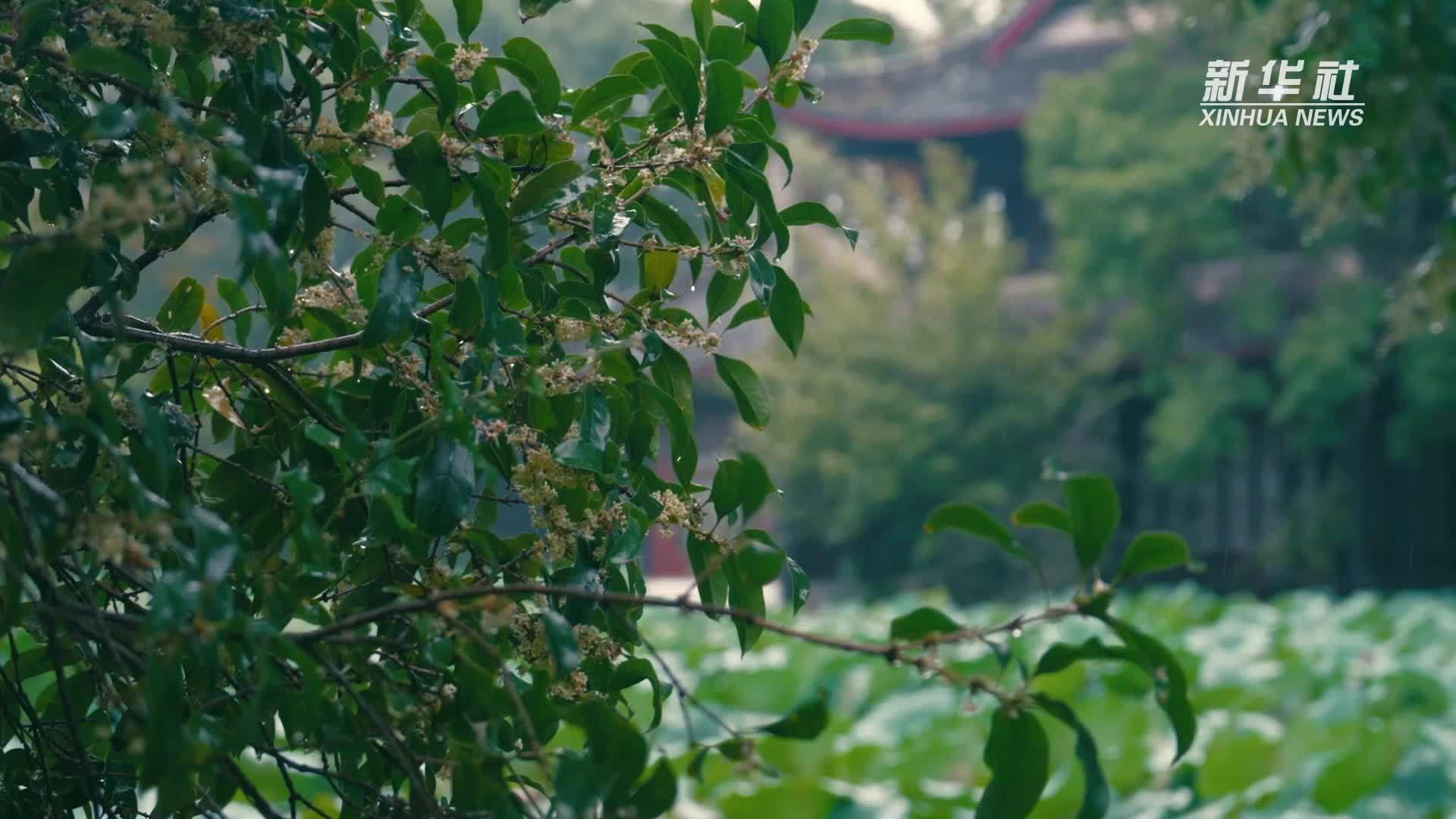 千城胜景｜成都新都区：“香城”秋韵