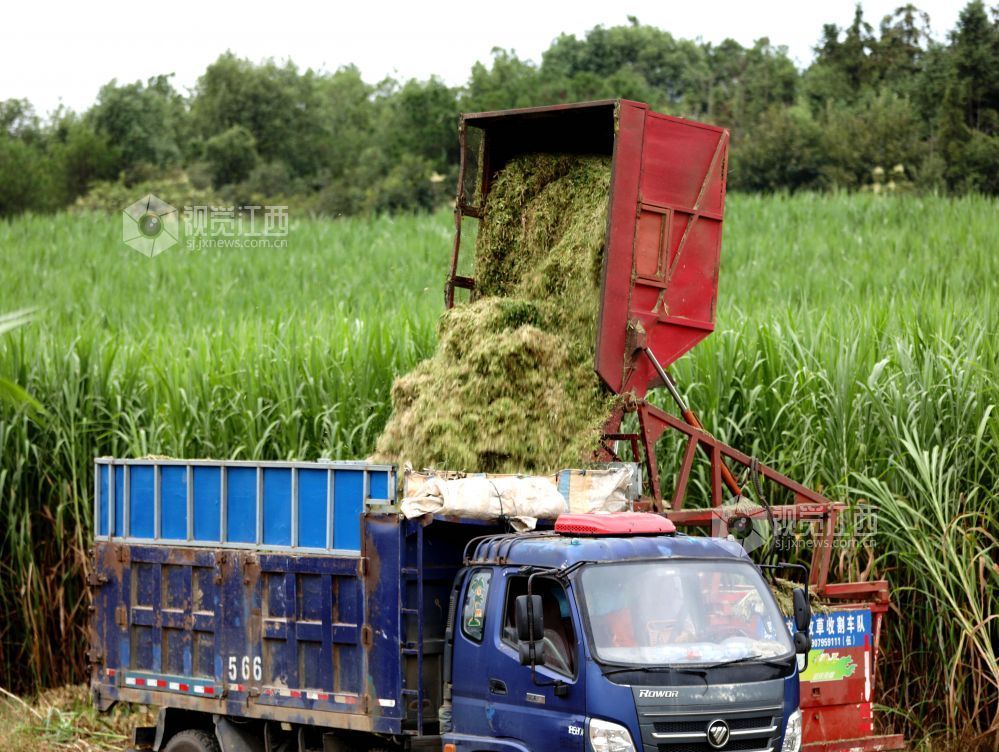金秋时节,江西省分宜县分宜镇水北村、池塘村等地的青贮饲草进入大规模收割季。饲草种植企业抢抓农时进行收割与加工,田间地头与加工车间内呈现出一派忙碌的采收加工景象。