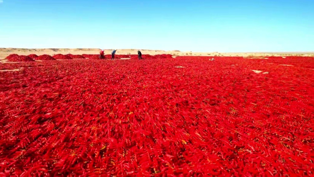 丰收，甘肃肃州最美的风景！