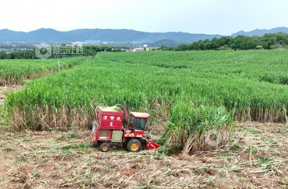 金秋时节,江西省分宜县分宜镇水北村、池塘村等地的青贮饲草进入大规模收割季。饲草种植企业抢抓农时进行收割与加工,田间地头与加工车间内呈现出一派忙碌的采收加工景象。