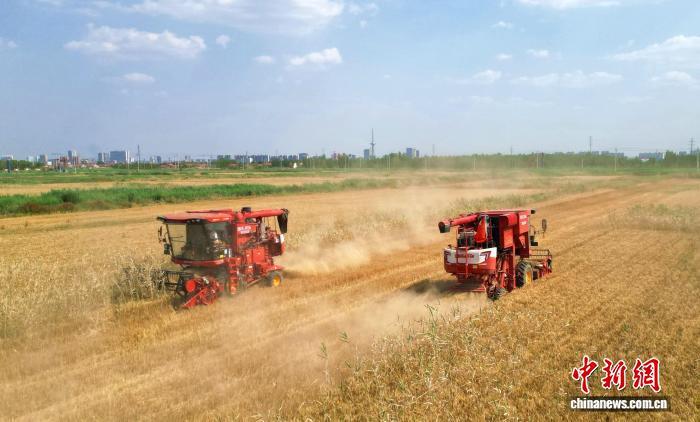 2025年6月,在东营市东营区辛店街道唐家村股份经济合作社盐碱地麦田,农机手驾驶收割机抢收小麦。刘智峰 摄