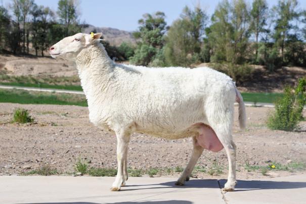 △“元生爱特”奶绵羊成年母羊
