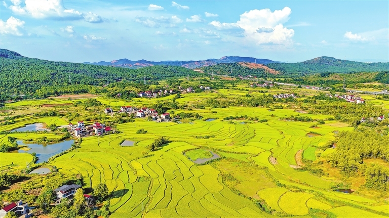 泰和县：秋日乡村丰收画卷（图）