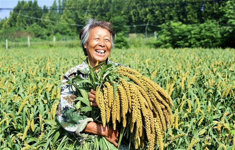 9月14日，洛阳市孟津区平乐镇上屯村的数百亩谷子喜获丰收。郑占波 马绍磊 摄