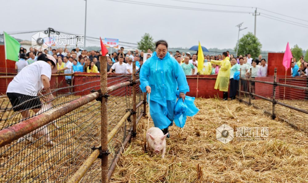 选手在农民趣味运动会项目“小猪赶跑”参赛中。