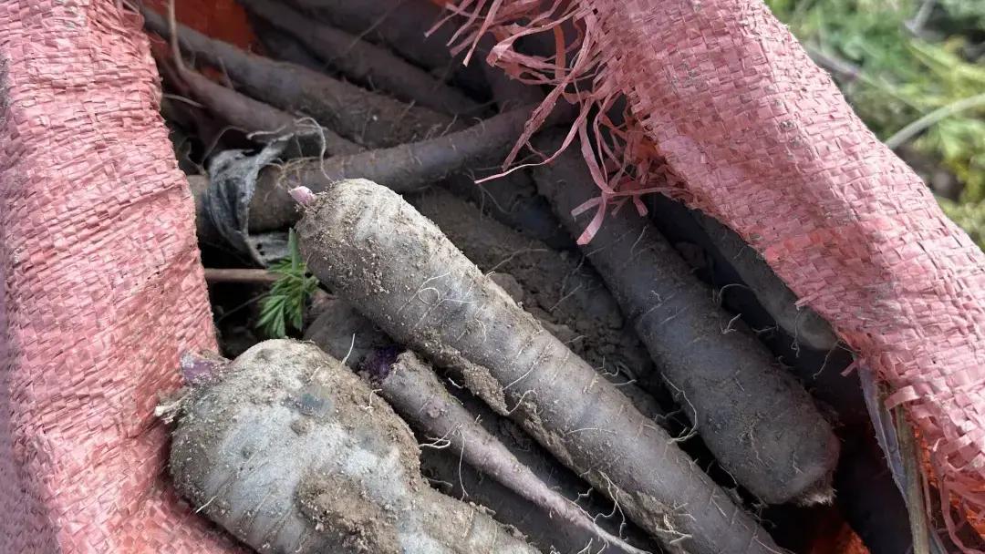 △获评国家地理标志产品的永昌胡萝卜