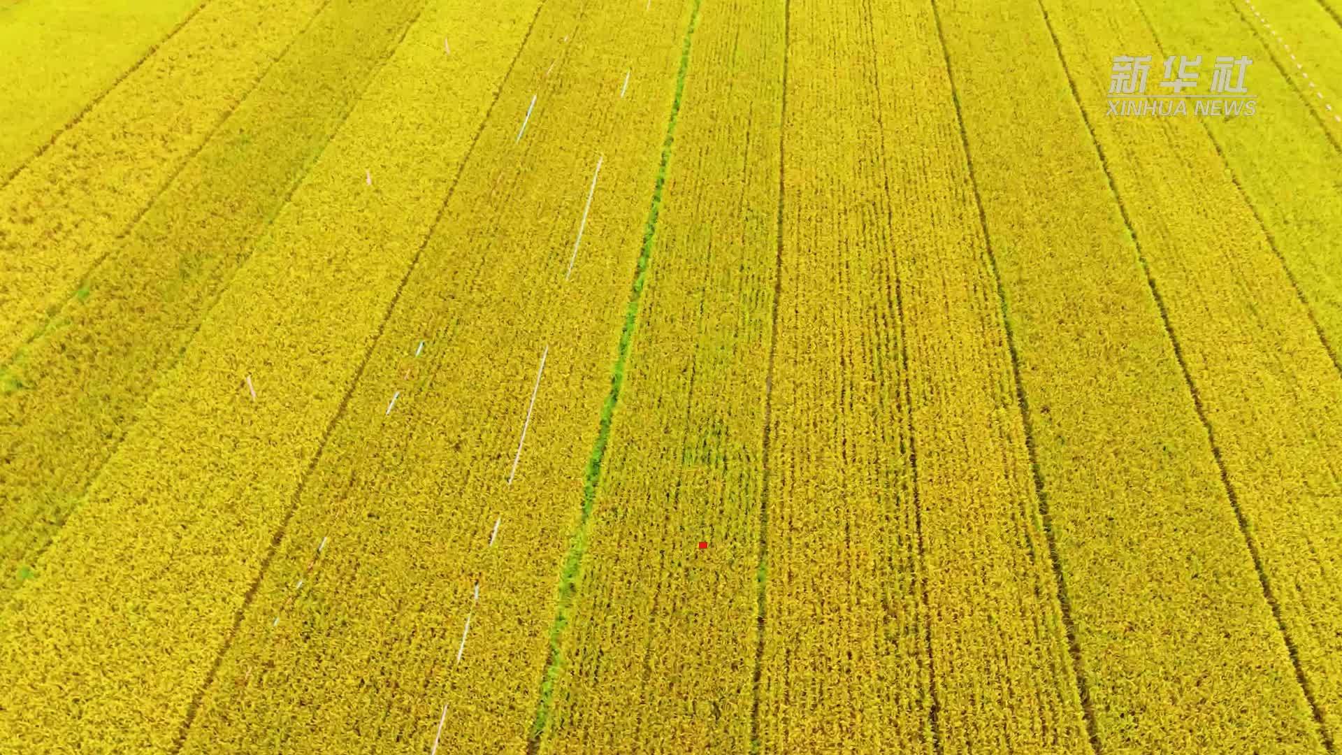 云南楚雄：稻田金黄 美如画卷