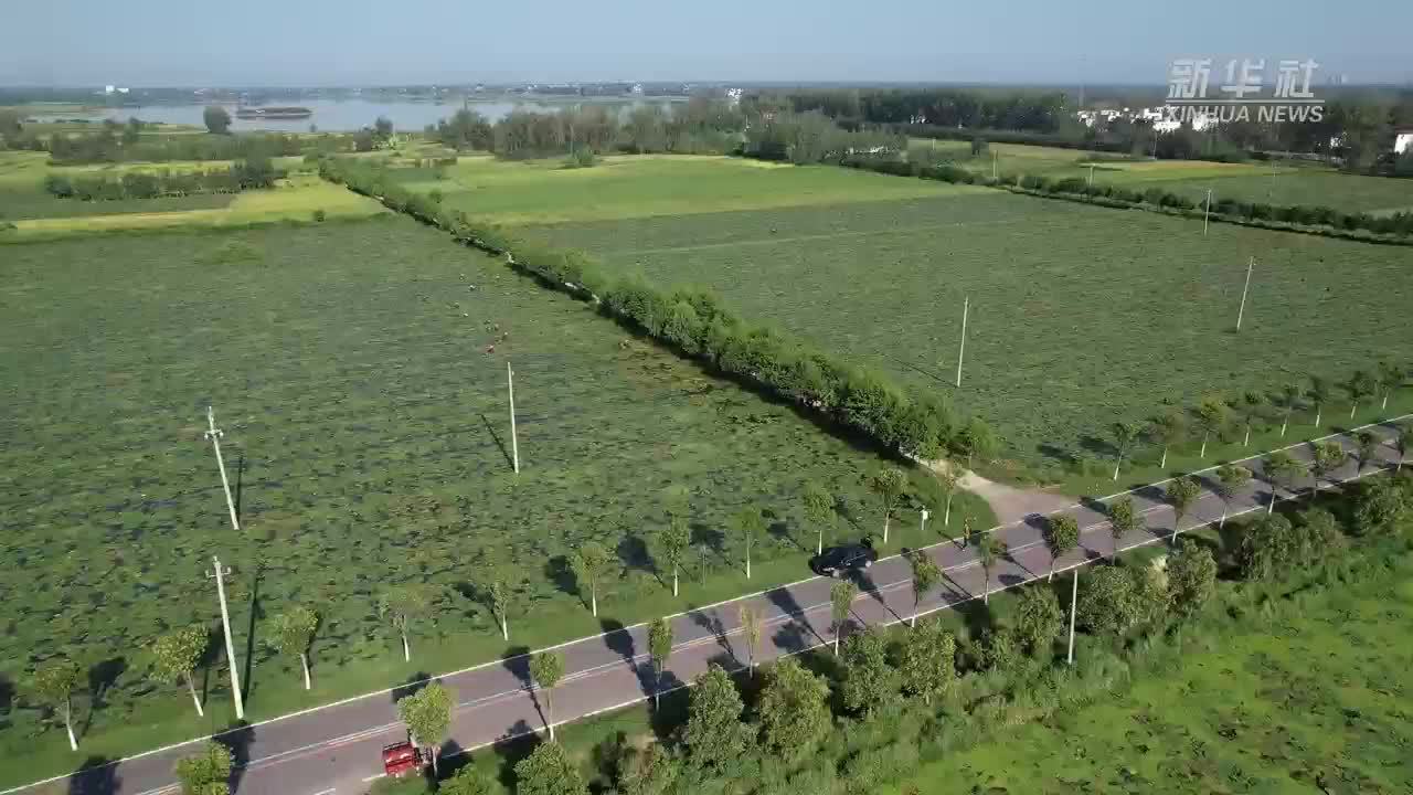 千城胜景｜河南淮滨：万亩芡实绿意浓