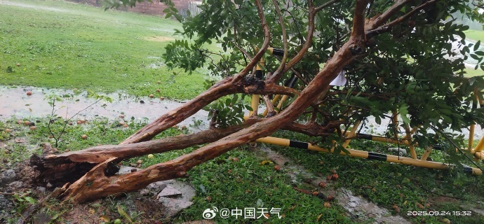 台风桦加沙对广东阳江造成严重影响：海水倒灌、树木折断