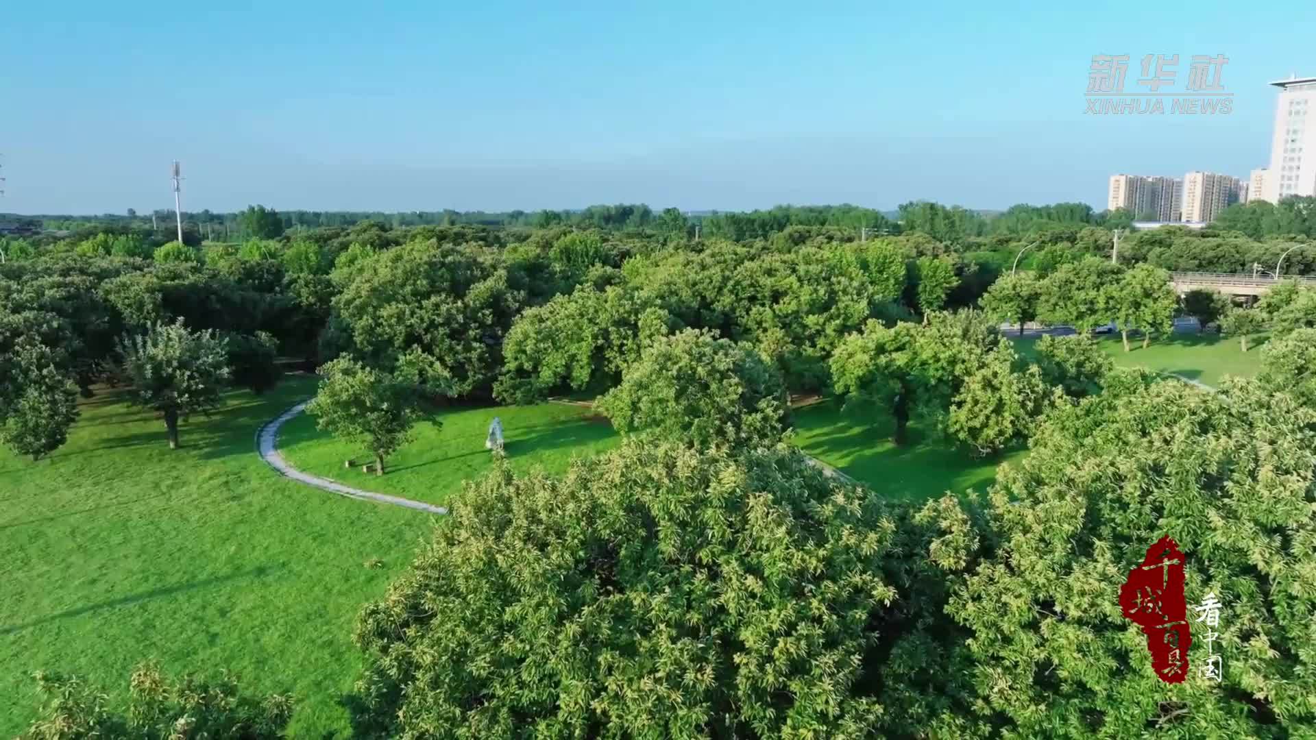 千城百县看中国·“丰”景正好｜山东郯城：神舟古栗园 丰收正当时
