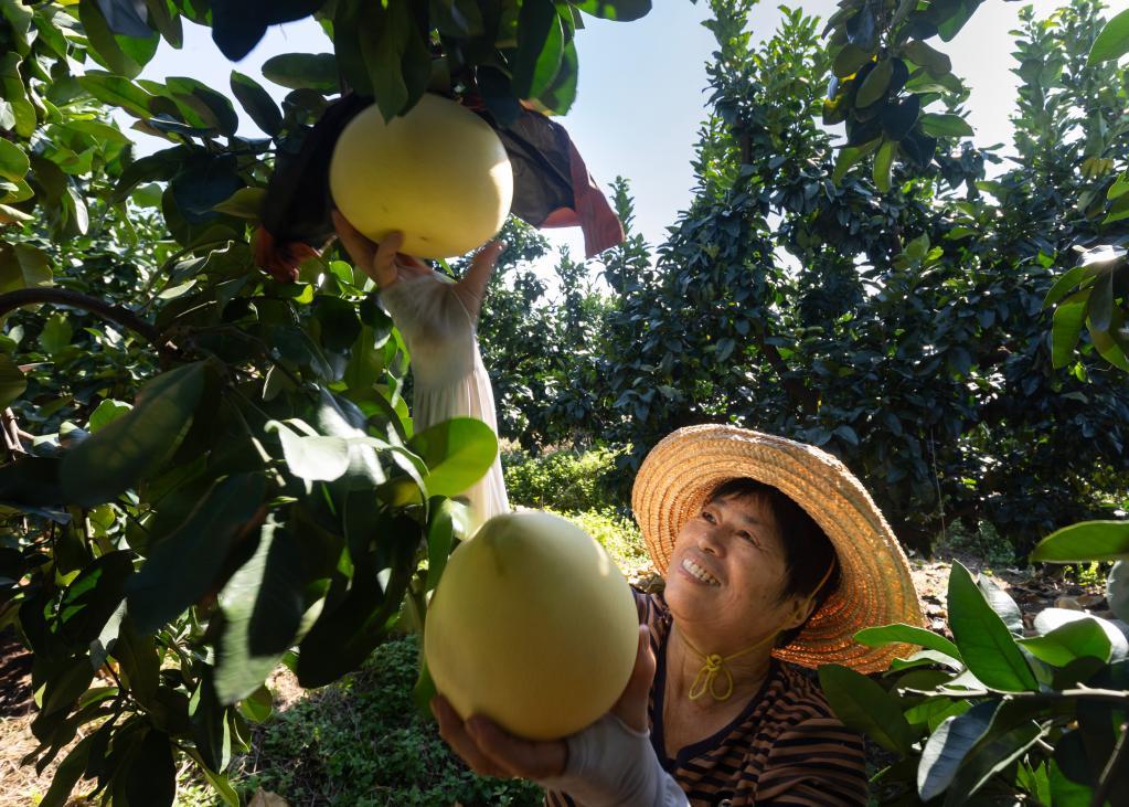 9月22日，在福建省平和县，果农在柚子园里采摘蜜柚。新华社发（李润南摄）