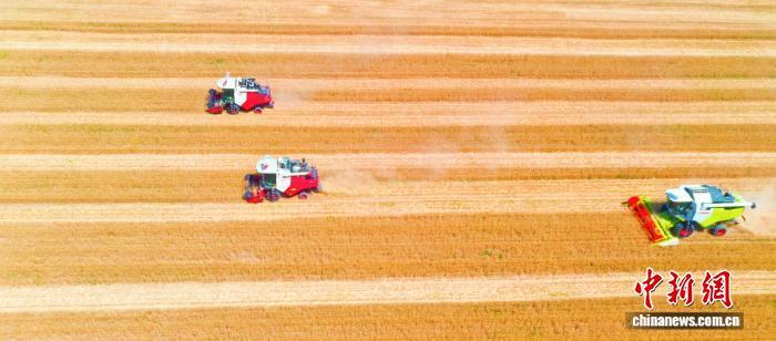 今年夏收时节,德州市齐河县社会化服务组织借助现代化农业机械,全力投入三夏生产,为粮食丰收筑牢根基。齐河县委宣传部供图