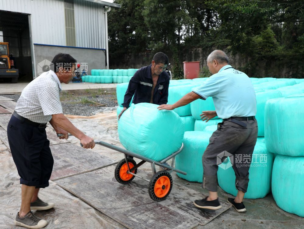 金秋时节,江西省分宜县分宜镇水北村、池塘村等地的青贮饲草进入大规模收割季。饲草种植企业抢抓农时进行收割与加工,田间地头与加工车间内呈现出一派忙碌的采收加工景象。