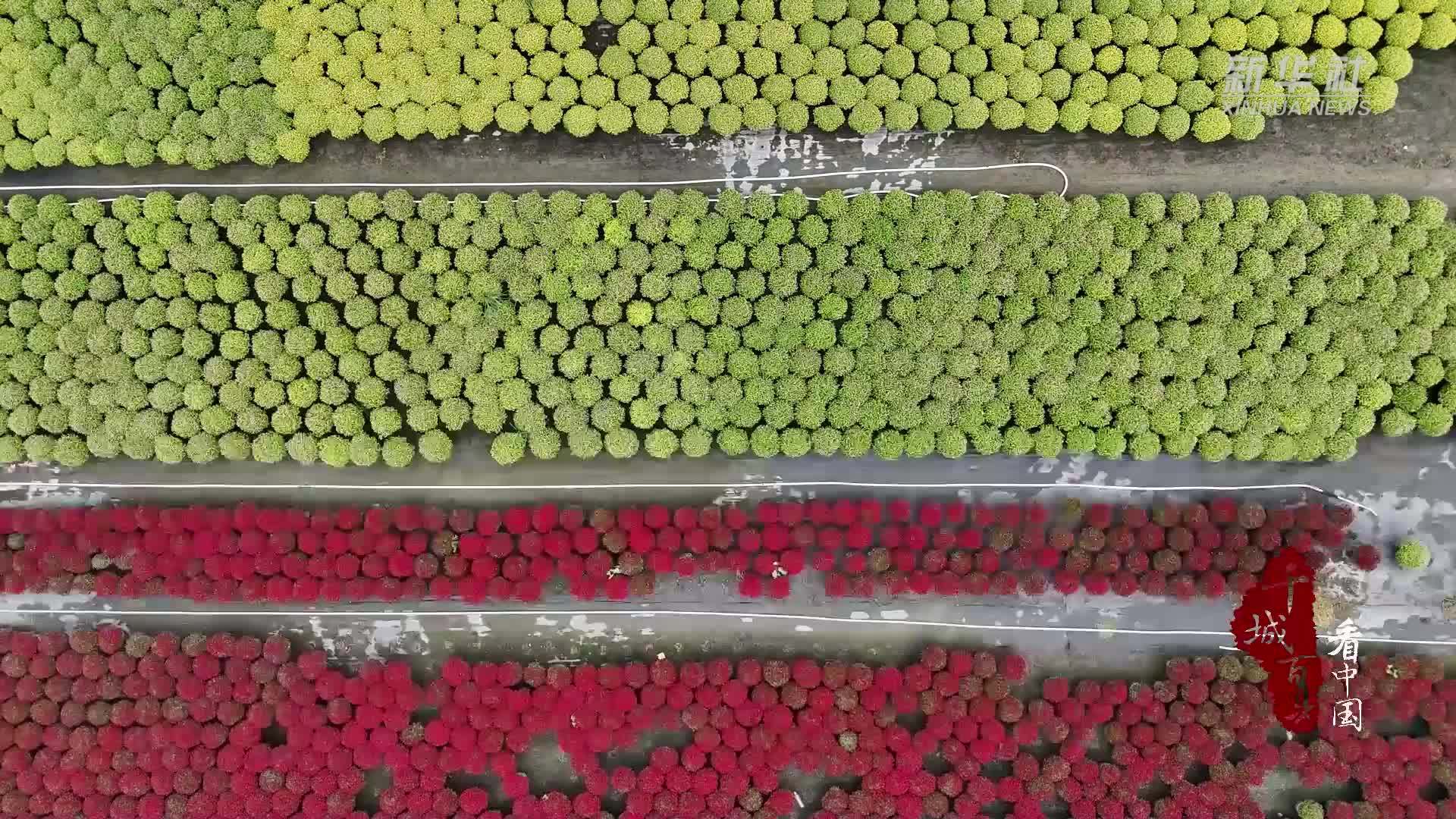 千城百县看中国｜河北栾城：“云端花市”绽放新商机