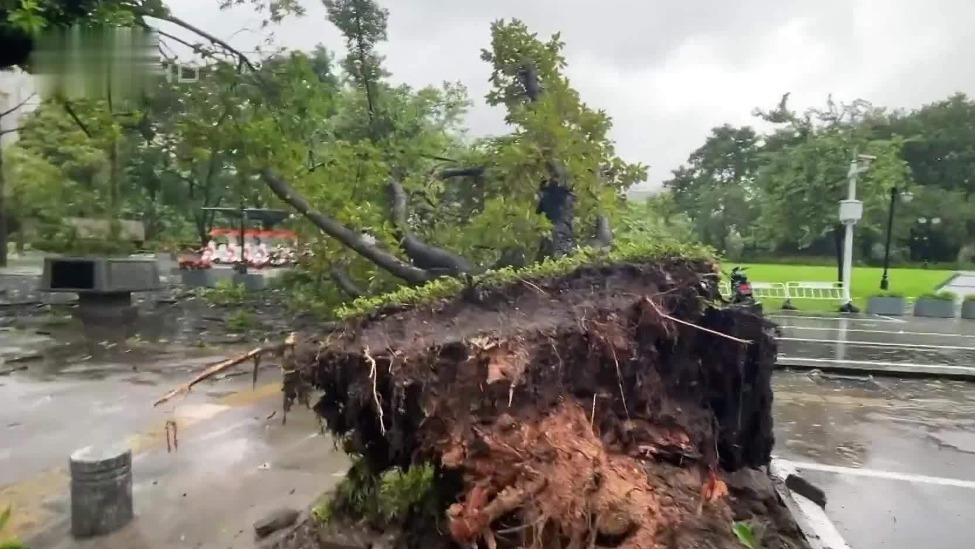 “桦加沙”掠过深圳，一米粗大树被拔起