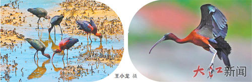 受连日来台风“米娜”外围环流影响 鄱阳湖50余只彩鹮带娃北迁