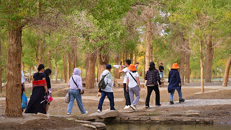 万亩胡杨换“金装”　来甘肃金塔遇见秋日专属浪漫