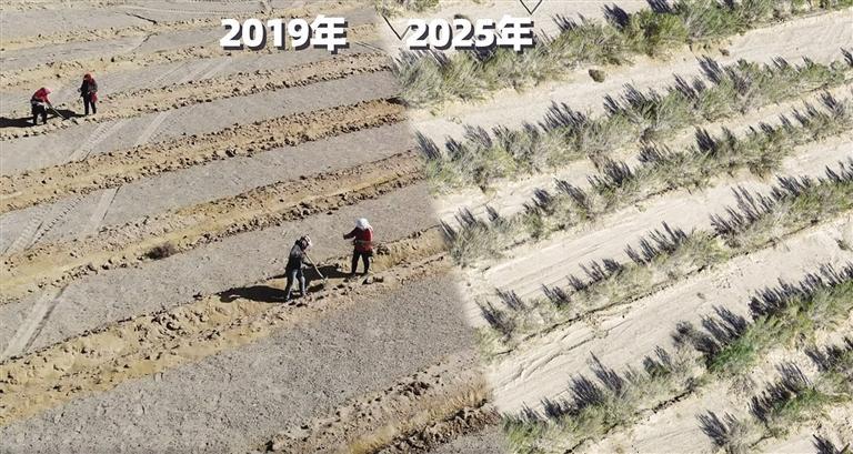 蚂蚁森林102号林航拍对比