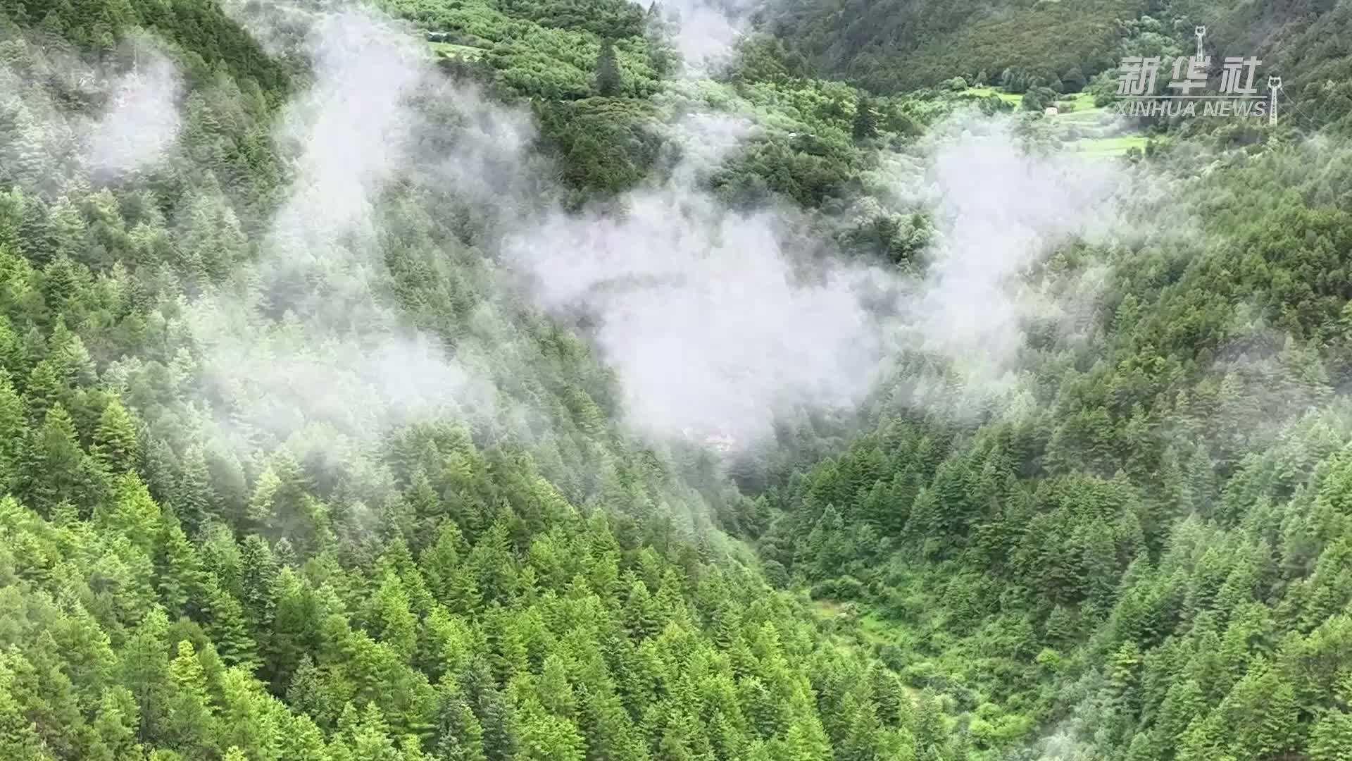 香格里拉松茸赴日参展 亮相东京展洽活动