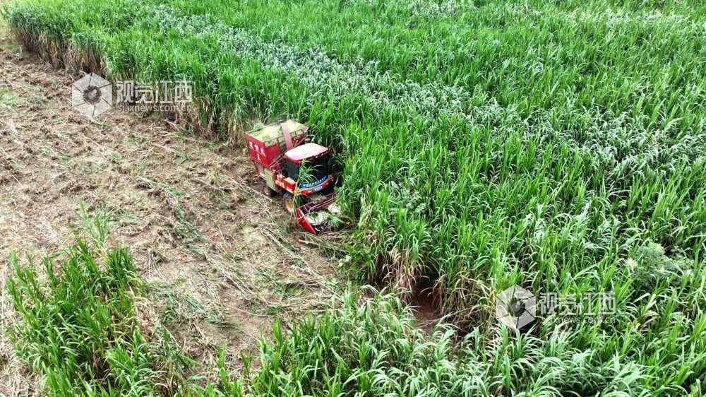 金秋时节,江西省分宜县分宜镇水北村、池塘村等地的青贮饲草进入大规模收割季。饲草种植企业抢抓农时进行收割与加工,田间地头与加工车间内呈现出一派忙碌的采收加工景象。
