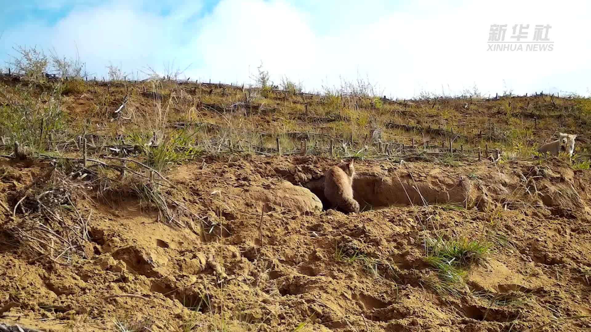 四川若尔盖记录到荒漠猫与藏狐对峙罕见画面