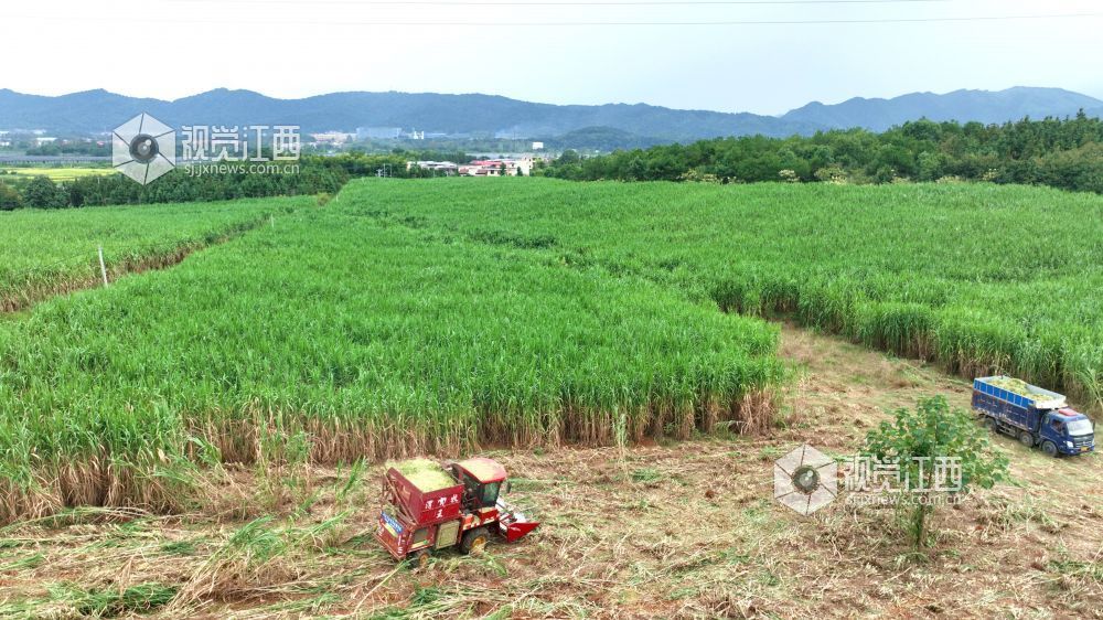 金秋时节,江西省分宜县分宜镇水北村、池塘村等地的青贮饲草进入大规模收割季。饲草种植企业抢抓农时进行收割与加工,田间地头与加工车间内呈现出一派忙碌的采收加工景象。