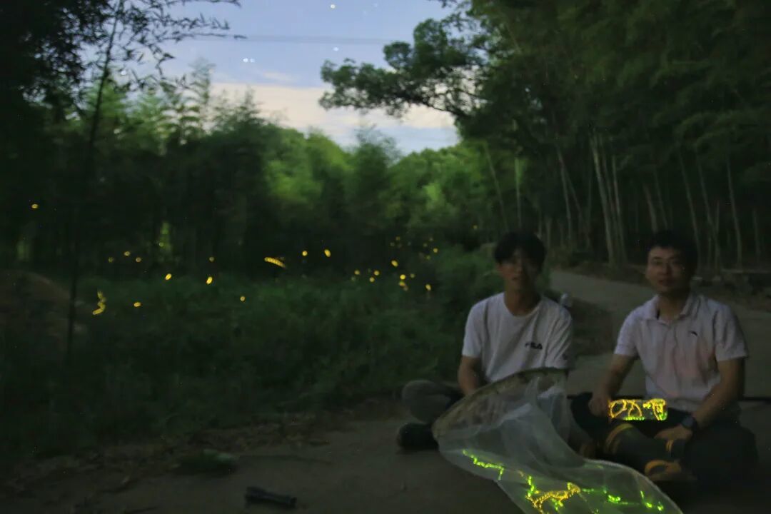 发光的萤火虫