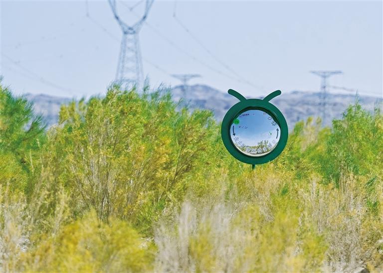 梭梭丛中的标志牌