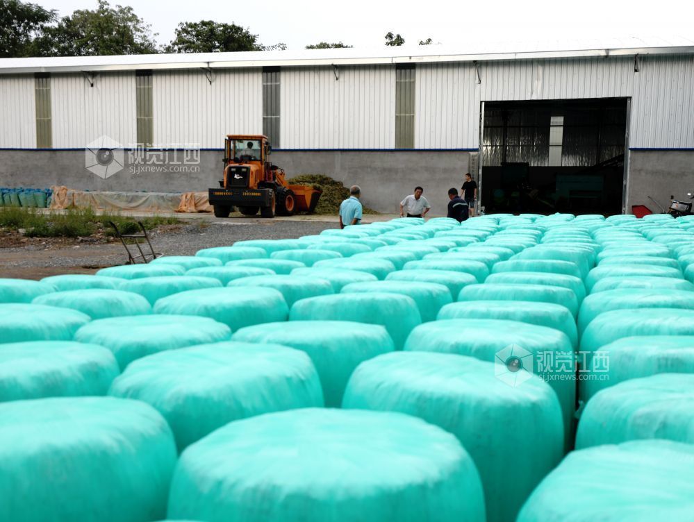 金秋时节,江西省分宜县分宜镇水北村、池塘村等地的青贮饲草进入大规模收割季。饲草种植企业抢抓农时进行收割与加工,田间地头与加工车间内呈现出一派忙碌的采收加工景象。