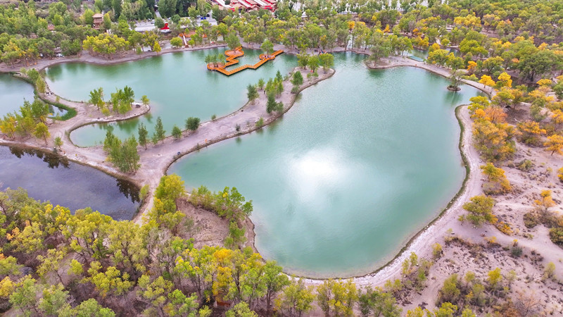 万亩胡杨换“金装”　来甘肃金塔遇见秋日专属浪漫