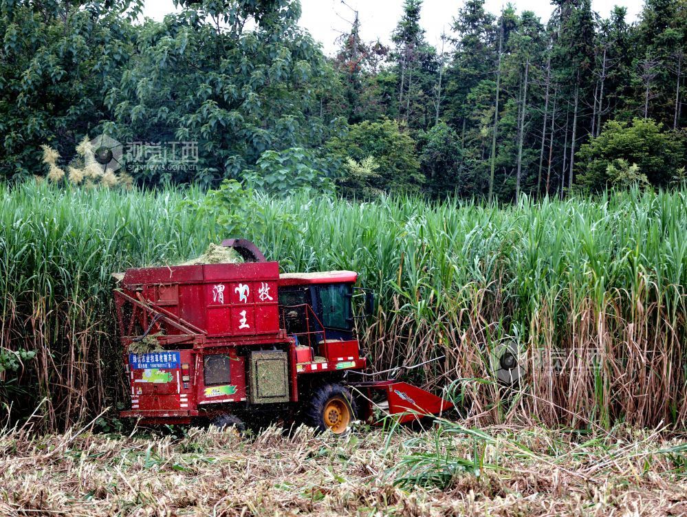 金秋时节,江西省分宜县分宜镇水北村、池塘村等地的青贮饲草进入大规模收割季。饲草种植企业抢抓农时进行收割与加工,田间地头与加工车间内呈现出一派忙碌的采收加工景象。