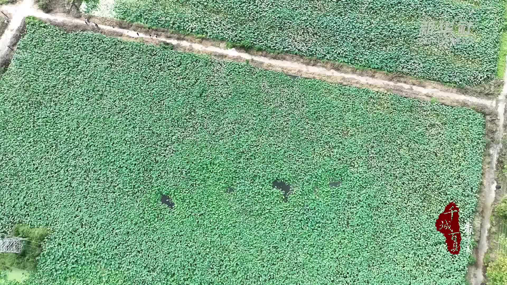 千城百县看中国·“丰”景正好｜山东广饶：百亩荷塘采藕正当时