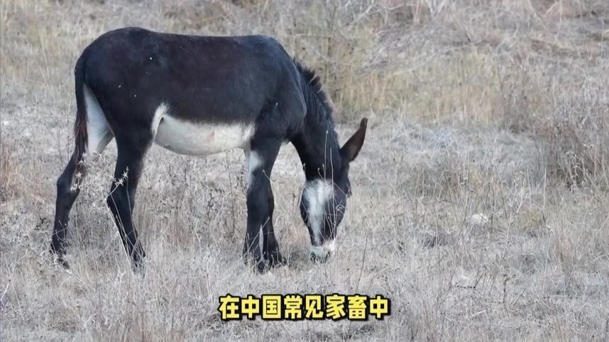 牛马有的是驴不够了？缺驴危机是怎么来的？