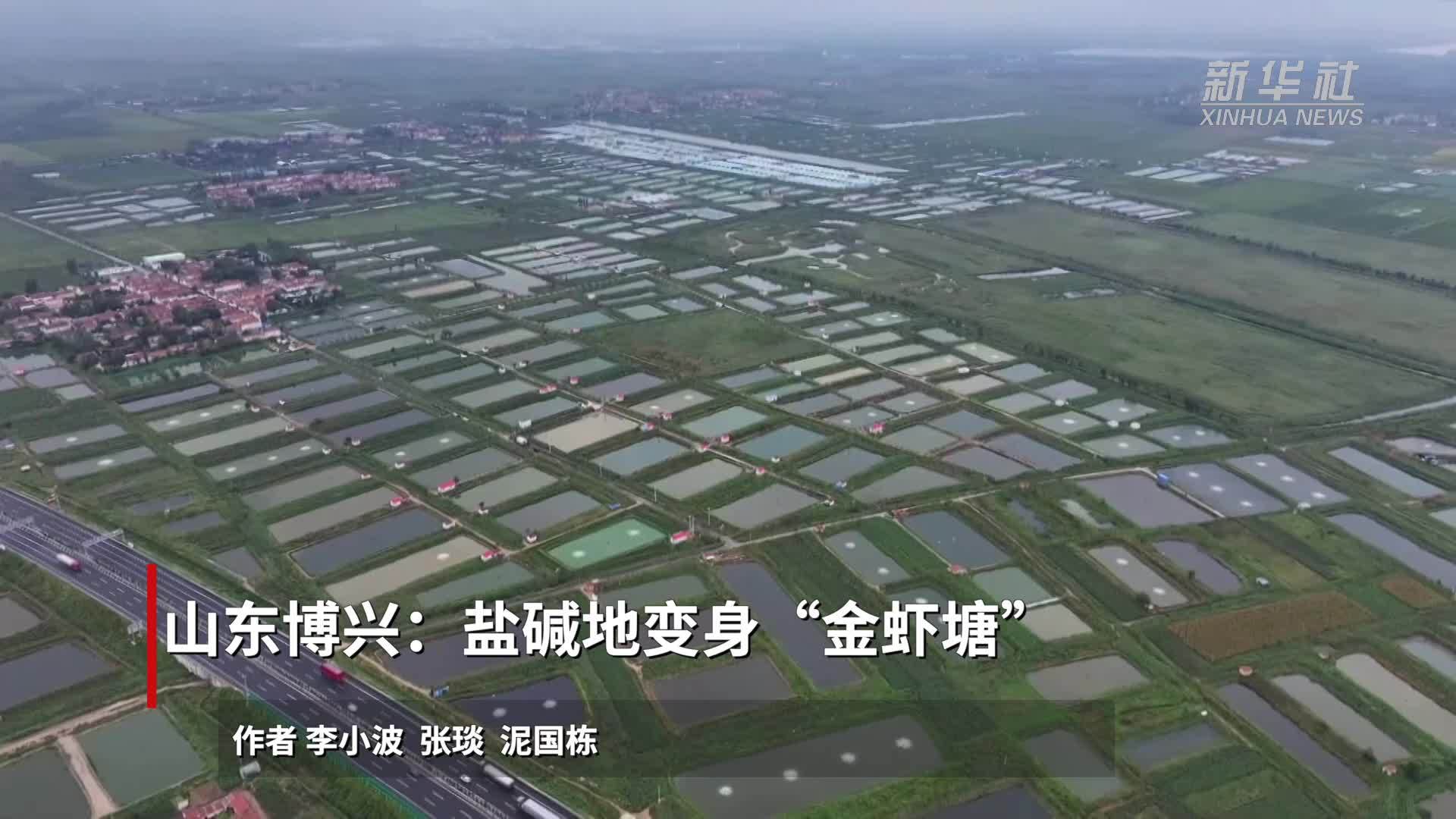 山东博兴：盐碱地变身“金虾塘”