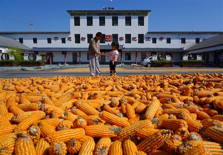 9月20日，孟州市赵和镇苏庄村文化广场上，孩子们在晾晒的玉米穗旁玩耍。张泽斌 摄