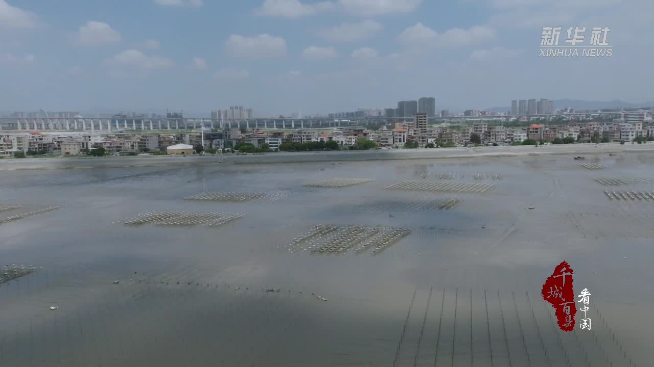 千城百县看中国｜福建晋江：紫菜养殖开启“秋耕”模式