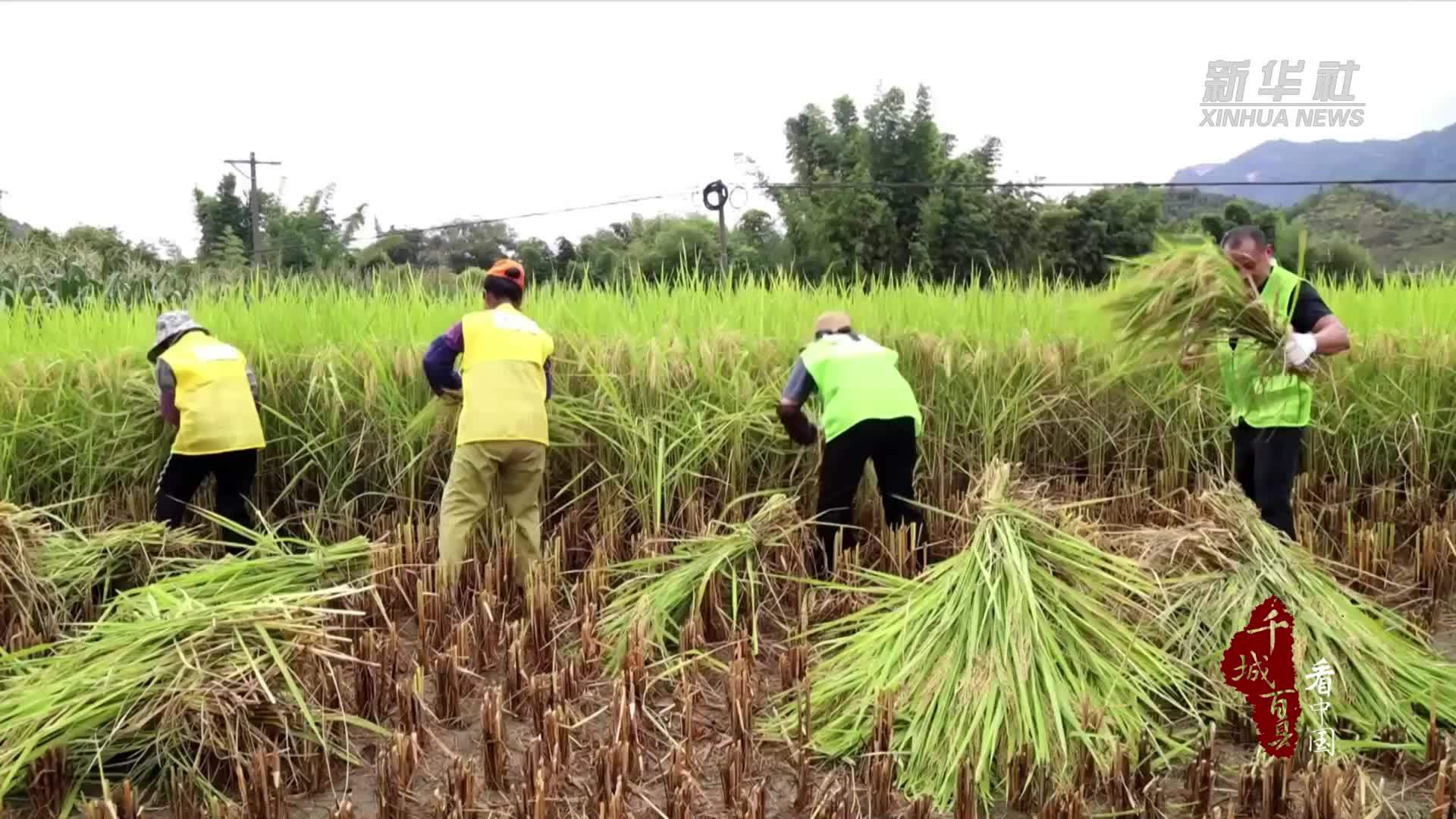 千城百县看中国｜福建顺昌：农趣赛事传欢笑 福籽同心庆丰饶