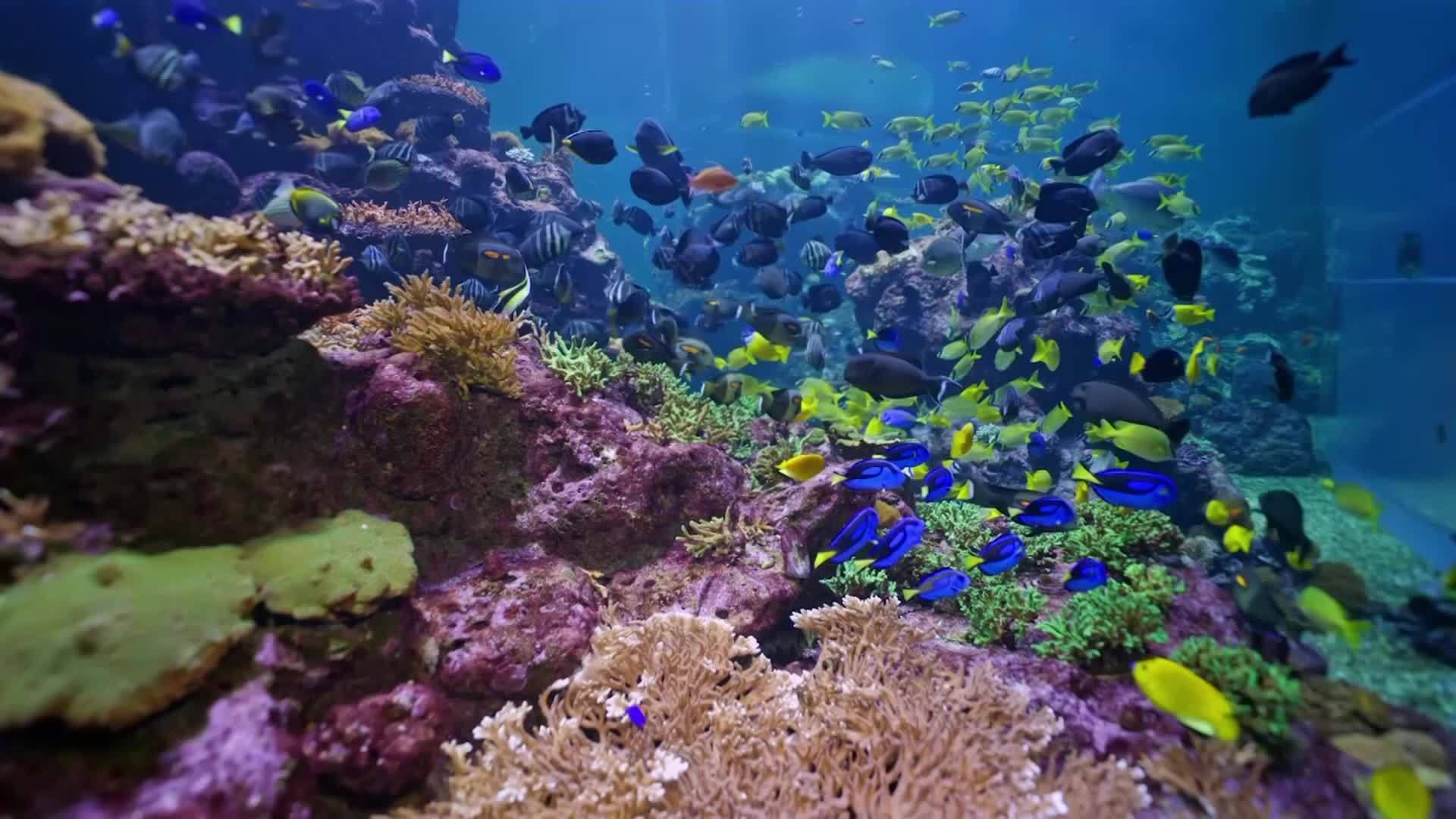 全国珊瑚日长隆举办专家大讲堂