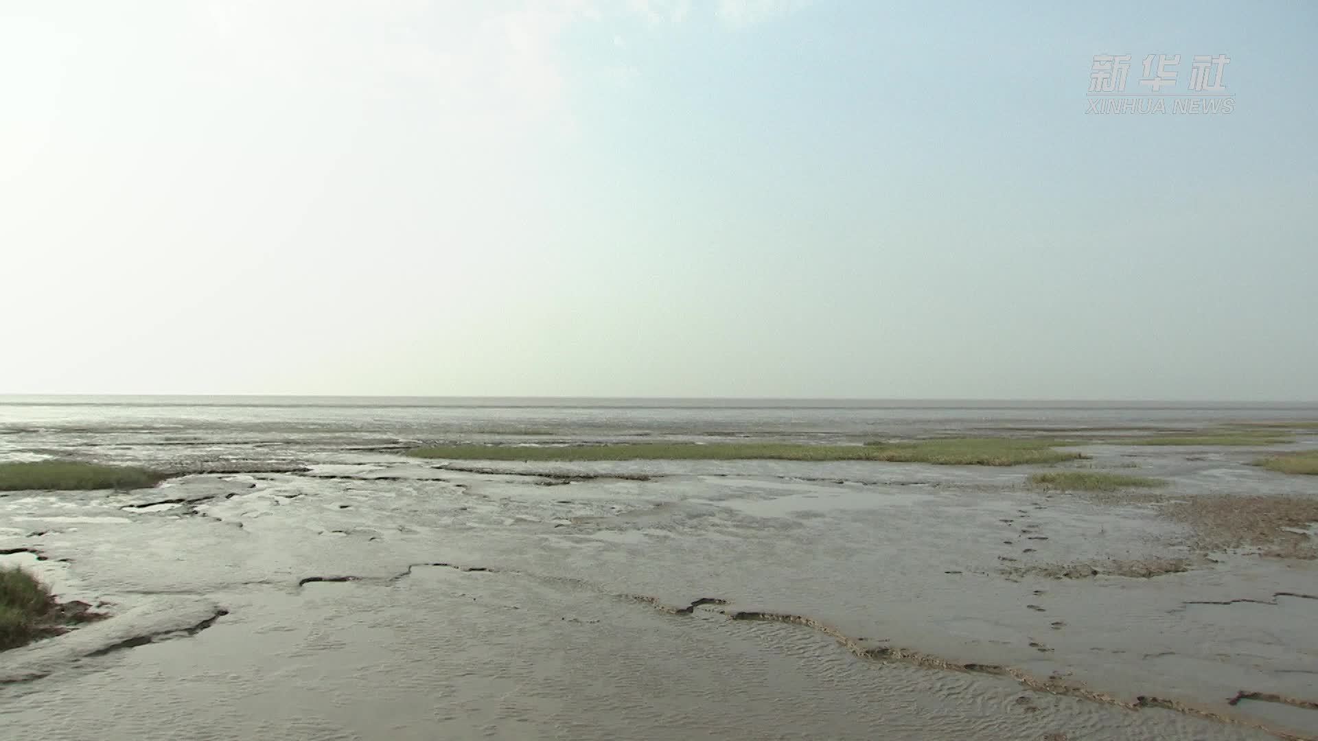 环志进行时 上海崇明东滩迎鸻鹬类候鸟过境高峰